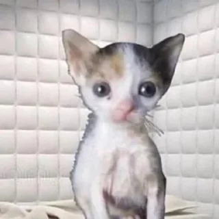 Video sticker 🫠 Cat (real) @usticke