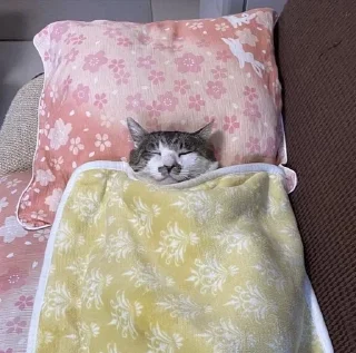 Video sticker 💤 Cat (real) @usticke