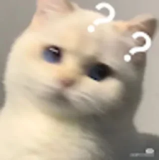 Video sticker 🤔 Cat (real) @usticke