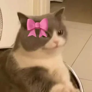 Telegram sticker 🎀 Cat (real) @usticke