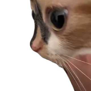Telegram sticker 🙃 Больше стикеров → @funny_stickerss