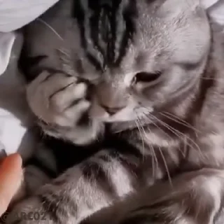 Video sticker 😴 Gifs @yurilopesf35 👨‍💻🥷