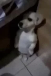 Sticker 🐶 ً | ‏@Malsqt ‏| @Nai61 |
