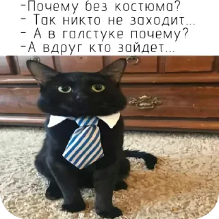 Video sticker 🐱 кот депутат :: @fStikBot