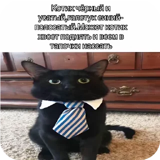 Telegram sticker 🐱 кот депутат :: @fStikBot