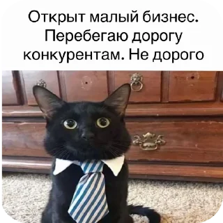 Telegram sticker 🐱 кот депутат :: @fStikBot