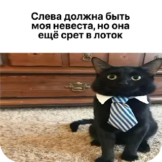 Video sticker 🐱 кот депутат :: @fStikBot
