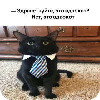 Telegram sticker 🐱 кот депутат :: @fStikBot