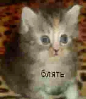 Sticker 🌟 бляздец by @fStikBot