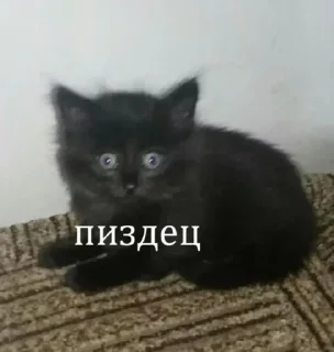 Video sticker 🌟 бляздец by @fStikBot