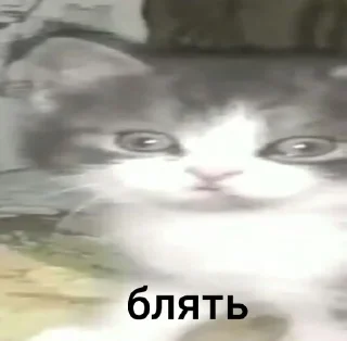 Телеграм стикер 🌟 бляздец by @fStikBot