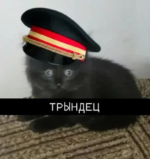 Video sticker 🌟 бляздец by @fStikBot