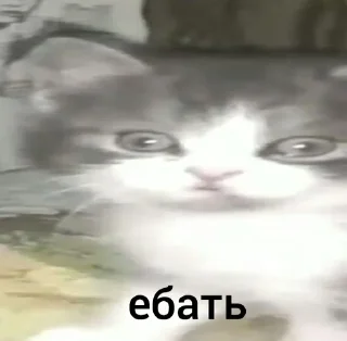 Телеграм стикер 🌟 бляздец by @fStikBot