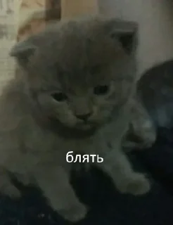 Телеграм стикер 🌟 бляздец by @fStikBot