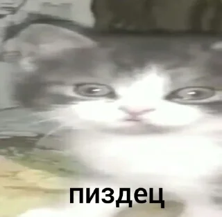 Телеграм стикер 🌟 бляздец by @fStikBot