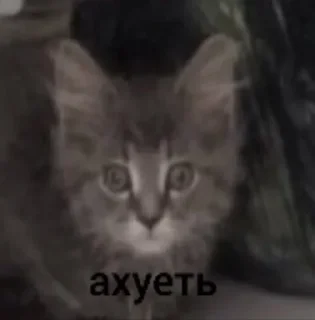 Телеграм стикер 🌟 бляздец by @fStikBot