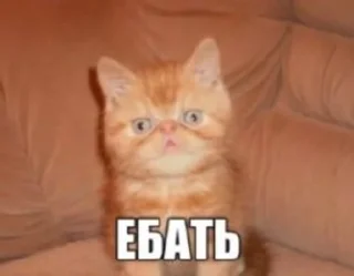 Video sticker 🌟 бляздец by @fStikBot