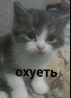 Телеграм стикер 🌟 бляздец by @fStikBot