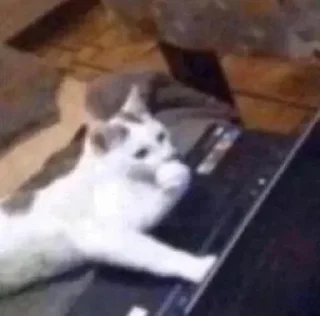 Video sticker 😳 ROLEX @yyrqy