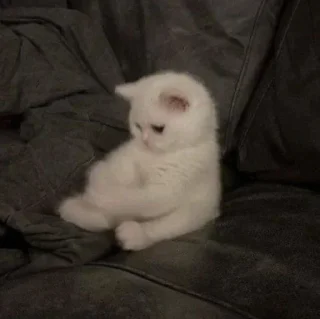 Telegram sticker 😔 ROLEX @yyrqy