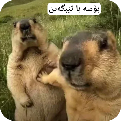 Telegram sticker 🤨 @Ev_an1mee