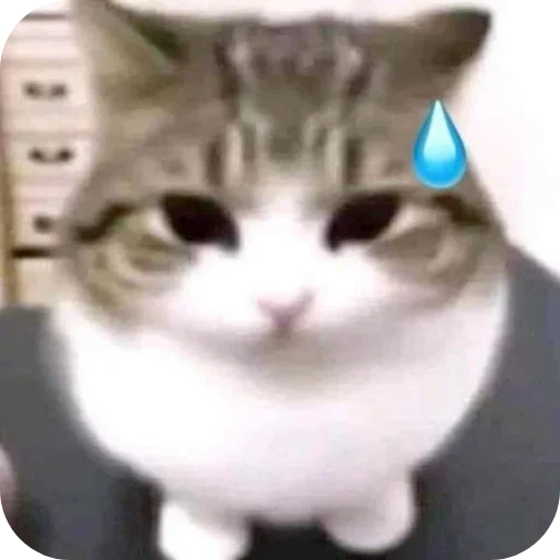 Telegram sticker 🐱 @Ev_an1mee