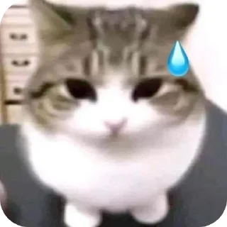 Video sticker 🐱 @Ev_an1mee