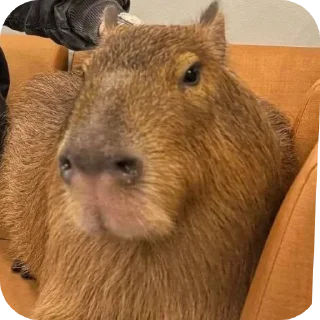 Video sticker 🫥 #роберт