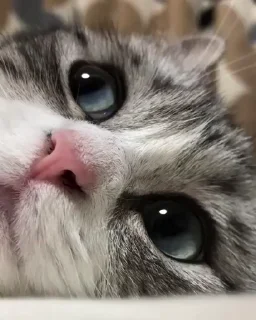 Video sticker 🐈 Komaru pak :: @fStikBot