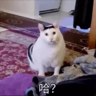 Video sticker 🌟 @boniu 博牛新闻|博牛社区