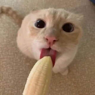 Sticker 🔥 мега коты owner by empretova тгк @ReOfheaier