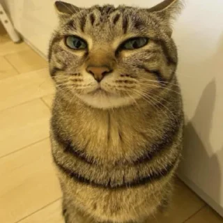 Telegram stiker 😊 мега коты owner by empretova тгк @ReOfheaier