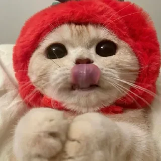 Telegram stiker 🍰 мега коты owner by empretova тгк @ReOfheaier