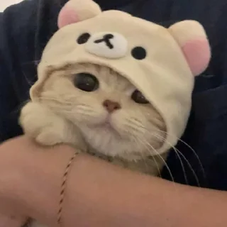 Video sticker 🤫 мега коты owner by empretova тгк @ReOfheaier