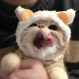 Video sticker 🤔 мега коты owner by empretova тгк @ReOfheaier