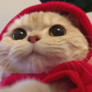 Telegram stiker 🍓 мега коты owner by empretova тгк @ReOfheaier