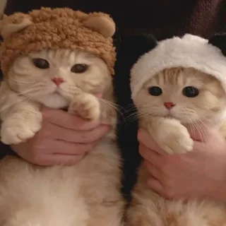 Video sticker 🥰 мега коты owner by empretova тгк @ReOfheaier