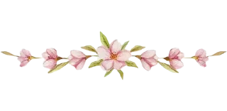 Video sticker 🌸 Separator Flower Thin @PunjabiSticker