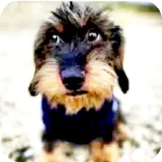 Video sticker 😀 бананы