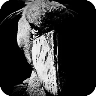 Telegram sticker 💀 бананы