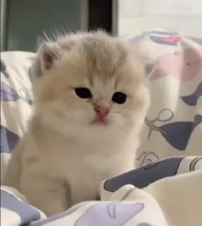 Video sticker ❣️ тайред нахуй