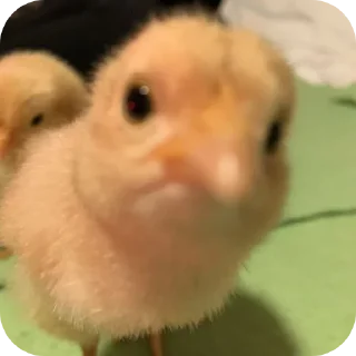 Telegram sticker 🐥 PintoBagunça @canaldopinto