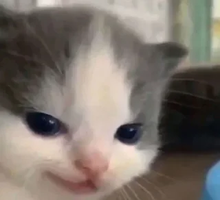 Video sticker 🤔 Meowy Meow Meow [ @SaberXRobot ] :: @fStikBot