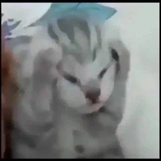 Sticker 🤔 Meowy Meow Meow [ @SaberXRobot ] :: @fStikBot