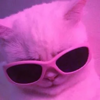 Video sticker 😎 Meowy Meow Meow [ @SaberXRobot ] :: @fStikBot