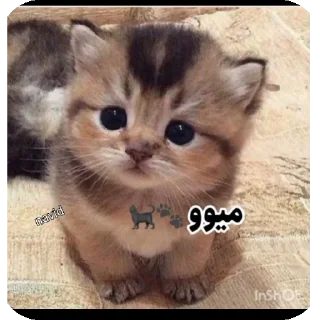 Telegram sticker 👍 zfg