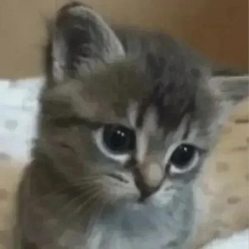 Telegram sticker 😍 Pedro @asseidade :: @fStikBot