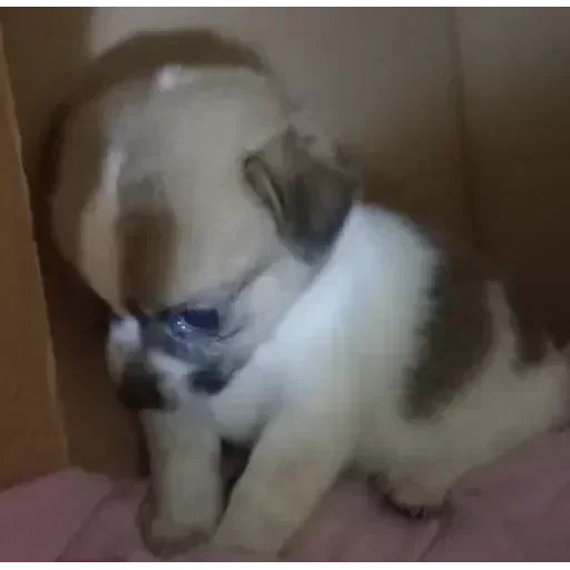 Telegram sticker 🔀 Pedro @asseidade :: @fStikBot