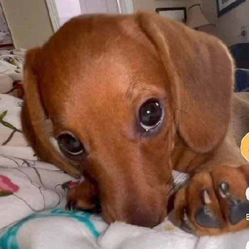 Telegram sticker 🔀 Pedro @asseidade :: @fStikBot