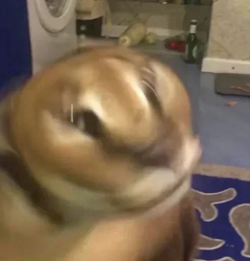 Telegram sticker 🐱 Pedro @asseidade :: @fStikBot